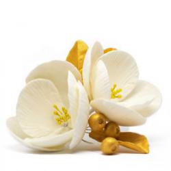 Kwiat cukrowy magnolia biaa - Slado - NZ