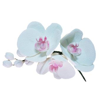 Kwiat cukrowy gazka orchidei biaej - Slado - NZ