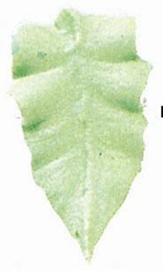 Tylka w kształcie liścia nr 352 - Wilton