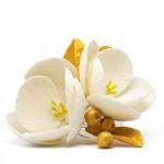 Kwiat cukrowy magnolia biała - Slado - NZ